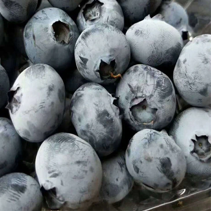 IQF Blueberry