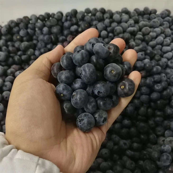 Blueberry Freezing
