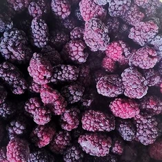 تجميد التوت الأسود