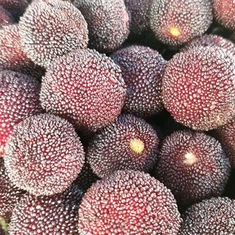 IQF واكسبيري